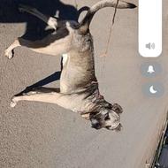 واگذاری سگ سرابی اصیل 2سالع