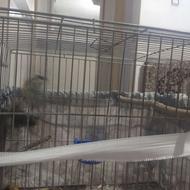 سهرکرمانی یک جفت