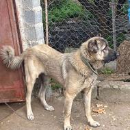 سگ سراب 8ماهه