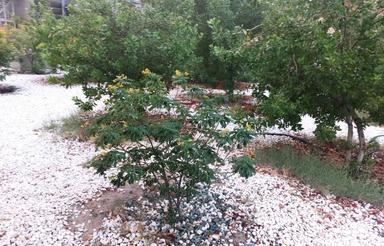 233 متر زمین با امتیاز ساحل کنگان