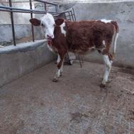 گوساله سیمینتال ماده