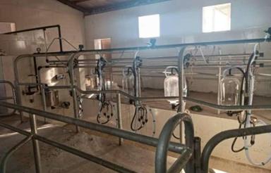 گاوداری به روز و مجهز