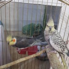 عروس هلندی قیمت مناسب