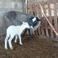 فروش گوسفند رومانوف