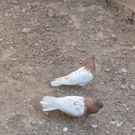 کفتر کله زرد