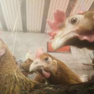 فروش مرغ محلی تخم گذار 880 عدد آماده