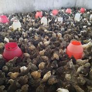 بلدرچین زنده و گوشت بلدرچین