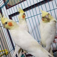 عروس هندی تخم گذار