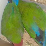 طوطی‌ها اهلی