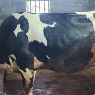 گاو وگوساله سبینتال