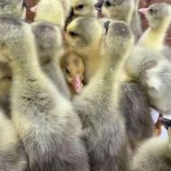 جوجه غازمحلی سرحال