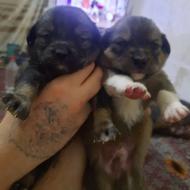 واگذاری سگ پامرین خوشگل،،