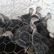 بقلبون برنز آمریکایی 50 روزه