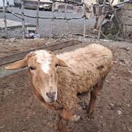 فروش گوسفند