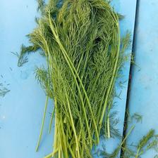 شوید خشک اعلا