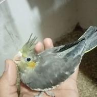 دو عدد جوجه عروس هلندی سینامون