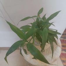 قلمه بامبو ریشه دار