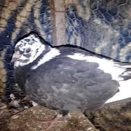 چند تا کبوتر پرشی معاوضه