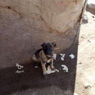 توله سگ واگذار