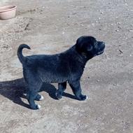 یک عدد طوله سرابی ماده