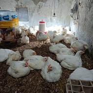 مرغ گوشتی ارگانیک