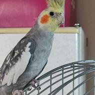 سه عدد عروس هلندی