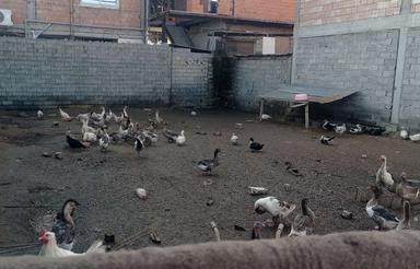 فروش زمین مسکونی 185 متر در مرکز شهر