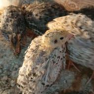 جوجه بلدرچین 21 روزه مناسب ترین قیمت