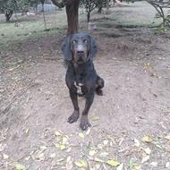 سگ شکاری پوینتر