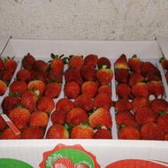 توت فرنگی فروشی