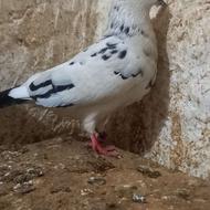 کبوتر به شرت پرش