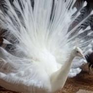 طاووس سفیدمصری