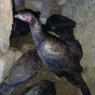 قلی خومالی تعداد موجود