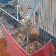 طوطی عروس سفید