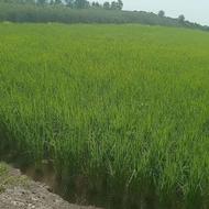 حراج 450 متر زمین کشاورزی شمال