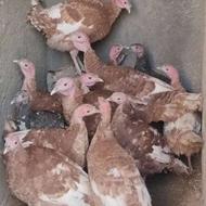 14 بوقلمون 12بوربون 2برنز یکجا