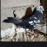 کله سنجاقی کله جفت