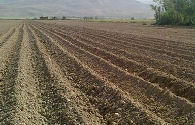 3 هکتار زمین کشاورزی بارانی لامیان