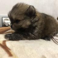 واگذاری سگ پامرین خرسی نر