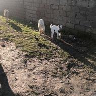 بز بزغاله پاکستانی