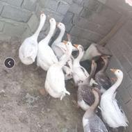 غاز محلی درشت نر وماده