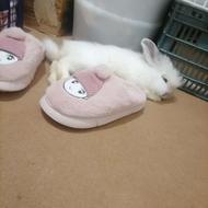 واگذاری خرگوش اهلی