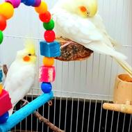 یک جفت عروس هلندی مولد لوتینو با قفس