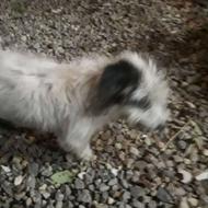 واگذارسگ شیتزو 1ساله بازی گوش