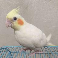 طوطی عروس سفید