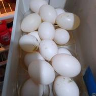 تخم کبوتر برای فروش