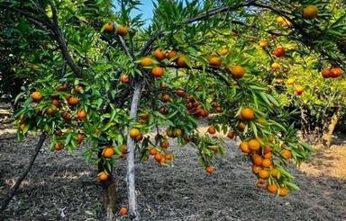 200 متر باغ مرکبات جاده بابل قائمشهر