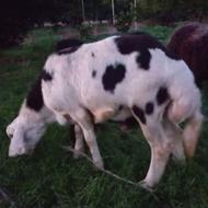 فروش قوچ پلنگی