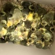 جوجه غاز محلی