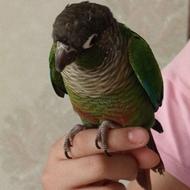 گرینچیک نر دستی